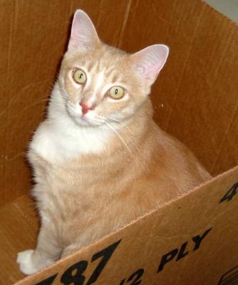 Catso In a Box