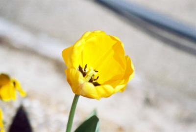 Yellow Tulip