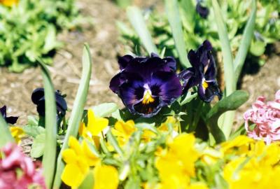 Pansy