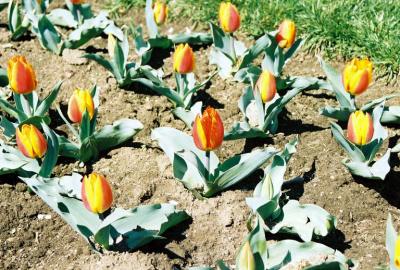 Tulip Bulbs