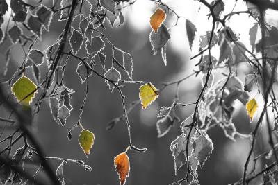 Frosty Leaves.jpg