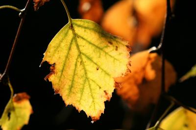Sunrise leaf.jpg