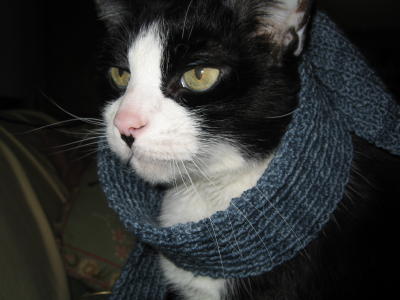 scarf on Barney.JPG