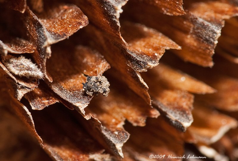 K201083-Empty sunflower seed pods.jpg