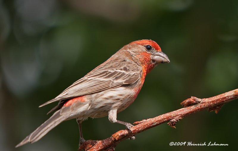 K210210-House Finch male.jpg