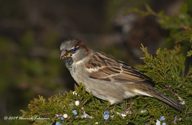 K218084-House Sparrow male.jpg