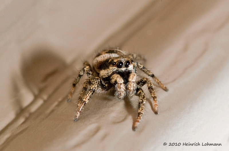 K219660-Metaphid Jumping Spider.jpg