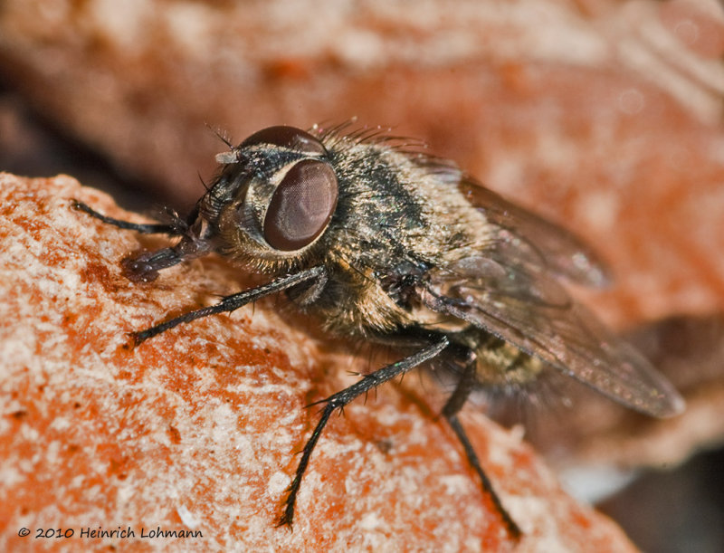 K219669-House fly.jpg