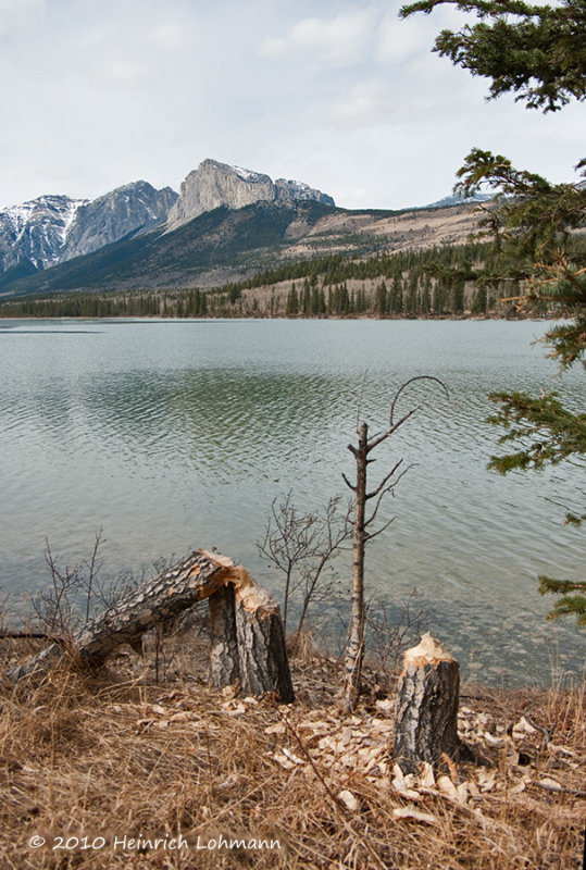 K220184-Nakoda.jpg