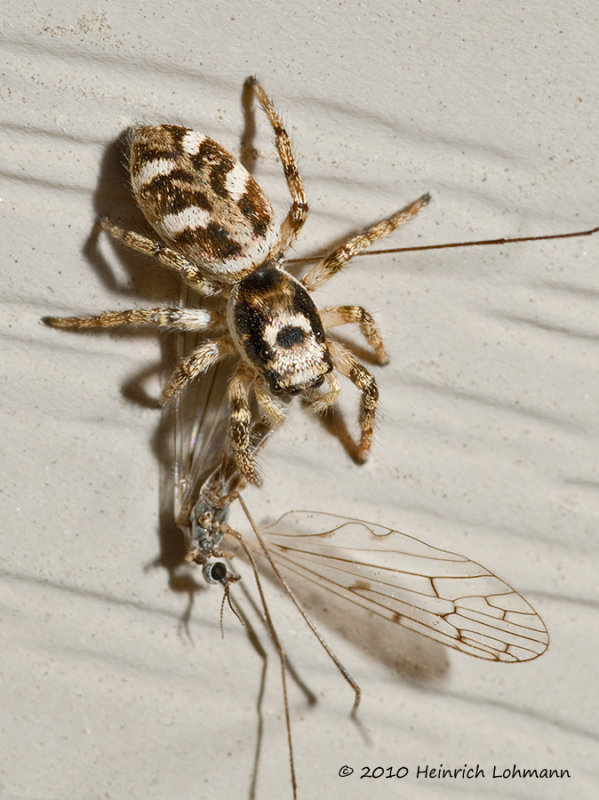 K220274-Metaphid Jumping Spider.jpg