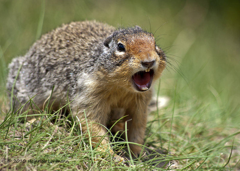 K221237-Columbian ground squirrel.jpg
