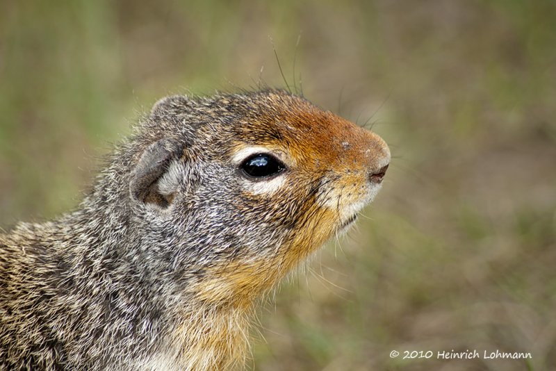 K221321-Columbian ground squirrel.jpg