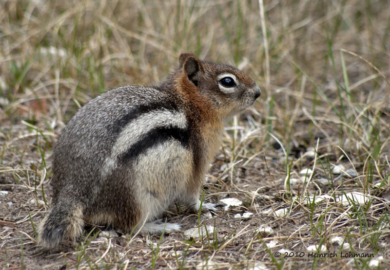 K221775-Mountain Chipmunk .jpg