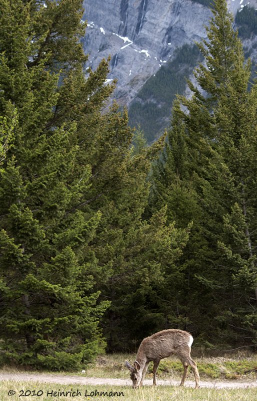 K221842-White tail deer.jpg