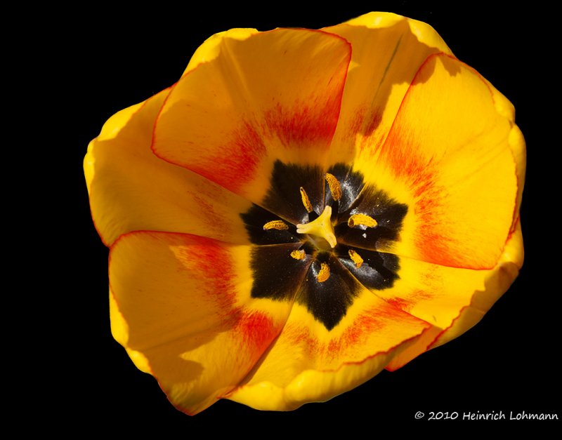 K221931-Tulip.jpg