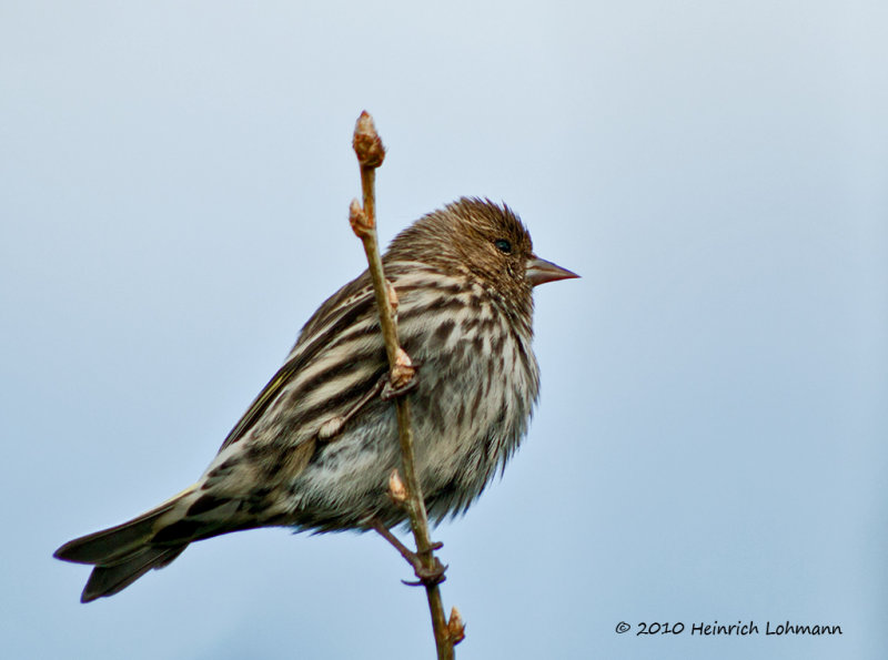 K222715-Pine Siskin.jpg