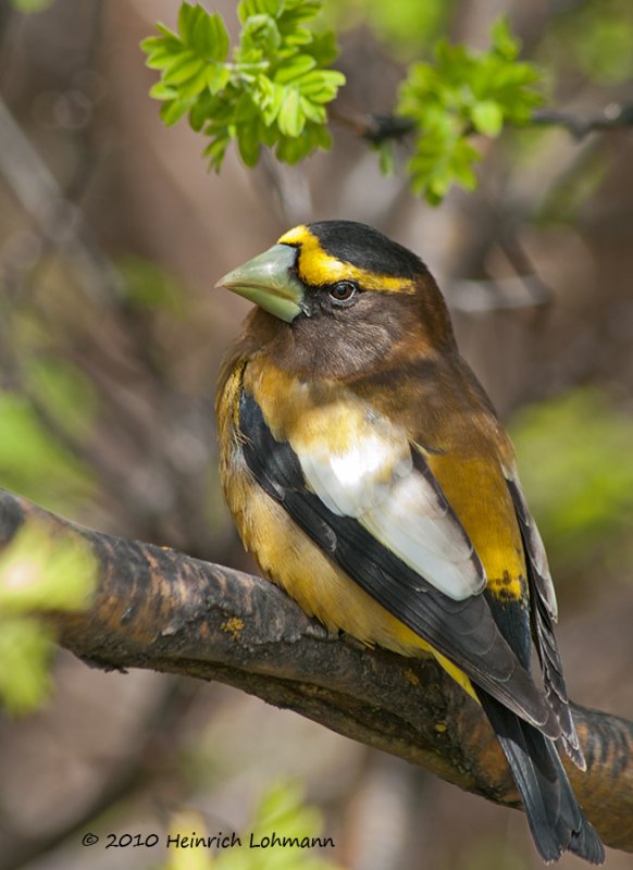 K222308-Evening Grosbeak.jpg