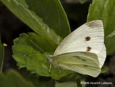 GP9615-Cabbage Butterfly.jpg