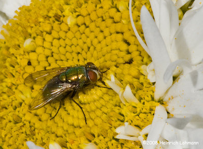 GP9683a-Green Bottle Fly.jpg