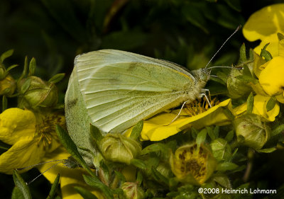 GP9846-European Cabbage Butterflies mating.jpg