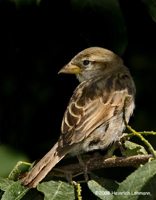 GP9763-House Sparrow female.jpg