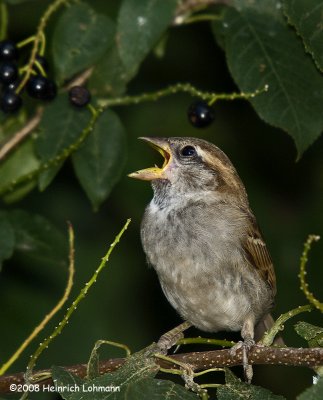 GP9786-House Sparrow female.jpg