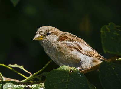 GP9790-House Sparrow.jpg