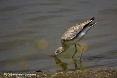 GP0724-Willet.jpg