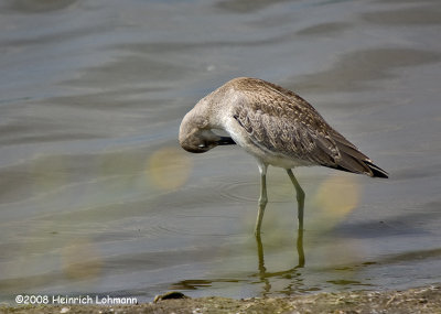 GP0728-Willet.jpg