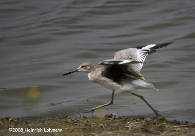 GP0729-Willet.jpg