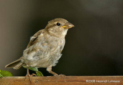 GP2313-House Sparrow (female).jpg