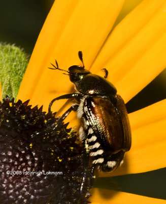 GP2371-Unidentifies Beetle.jpg