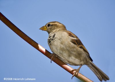 GP2588-House Sparrow (male).jpg