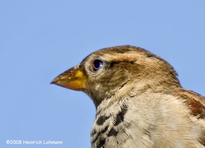 GP2588a-House Sparrow (male).jpg