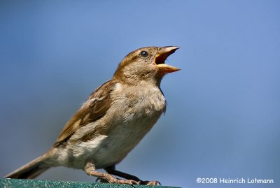 GP2598-House Sparrow (female).jpg
