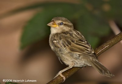 GP2652-House Sparrow (juvenile).jpg