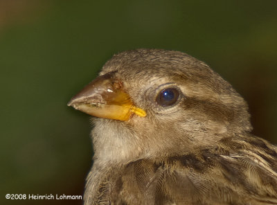 GP2652a-House Sparrow (juvenile).jpg