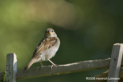 GP2700-House Sparrow (female).jpg