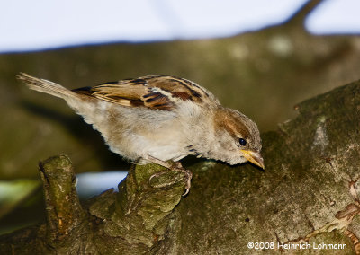 GP2710-House Sparrow (male).jpg