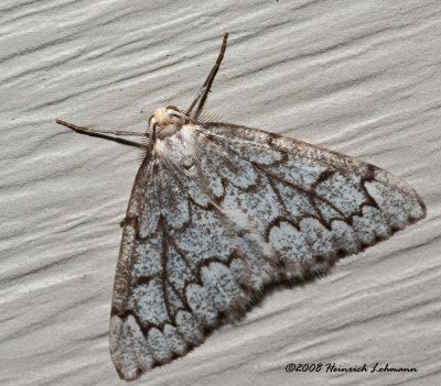 GP4636-unidentified moth.jpg