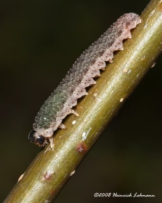 GP4720-unidentified caterpillar.jpg