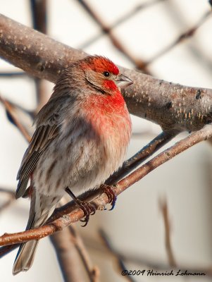 K200512-House Finch male.jpg