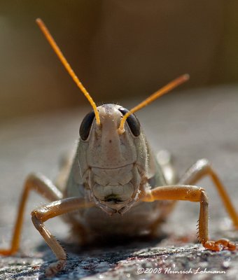 GP0305-Grasshopper.jpg