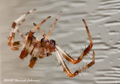GP6662-unidentified spider.jpg