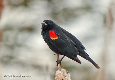 K201652-Red-winged Blackbird male.jpg