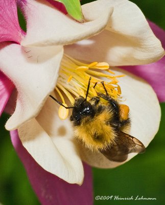 K210955-Northern Bumble Bee.jpg