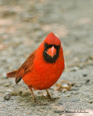 K203909-Northern Cardinal.jpg