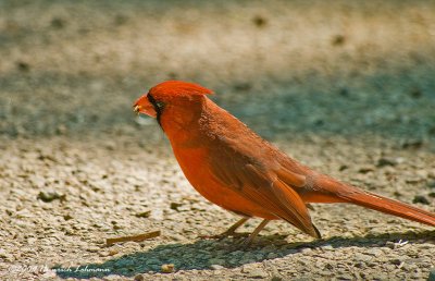 K203917-Northern Cardinal.jpg