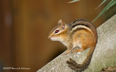 K206108-Chipmonk.jpg