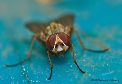 K206709-Unidentified small fly.jpg